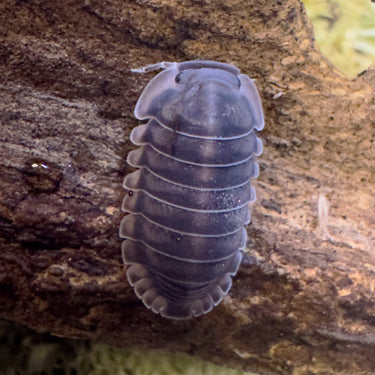 Cubaris Sp. Happy Nun